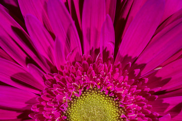 Pink Gerbera daisy flower bloom closeup with beautiful sepals