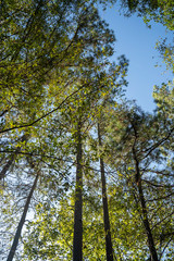 Trees line the water ways of Broken Bow, Oklahoma.