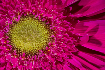 Pink Gerbera daisy flower bloom closeup with beautiful sepals