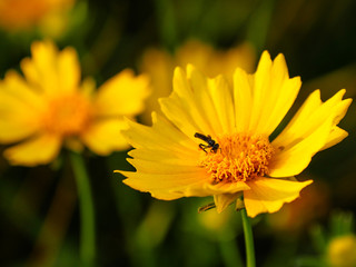 bee on a yellow flower in the garden