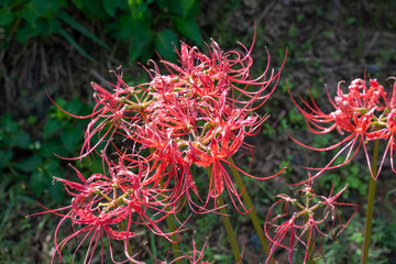 Beautiful flowers in Broken Bow, Oklahoma.