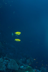 Fototapeta premium Chaetodon semilarvatus underwater in the ocean of egypt, underwater in the ocean of egypt, Chaetodon semilarvatus underwater photograph underwater photograph,