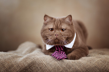 Imposanter BKH Kater in cinnamon mit Kravatte - edel