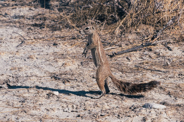 Cape Ground Squirrel Standing in Etosha National Park, Namibia, Africa, Latin name Xerus inauris