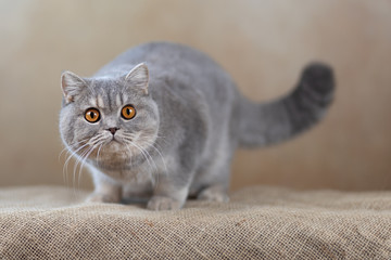 Imposante ticked Tabby Britisch Kurzhaar Katze blau