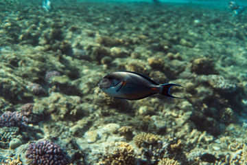 Obraz na płótnie Canvas Acanthurus sohal underwater in the ocean of egypt, underwater in the ocean of egypt, Acanthurus sohal underwater photograph underwater photograph,