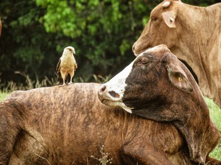 Una amistad inseparable (Dependencia total)
