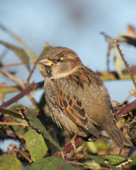 Sparrow is sitting on a branch. Caring for birds in winter.