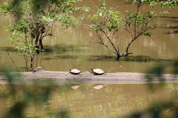 Turtles on a log
