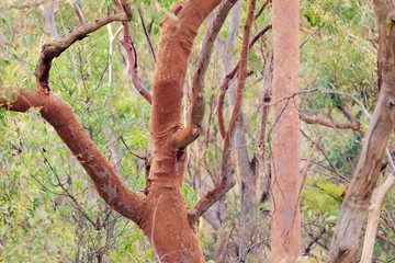 A brown tree trunk and branches in a green forest