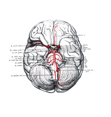 The illustration of the brain with its shells with veins and arteries in the old book die Anatomie, by Fr. Merkel, 1885, Braunschweig