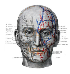 The illustration of facial nerves, veins and arteries in the old book die Anatomie, by Fr. Merkel,...