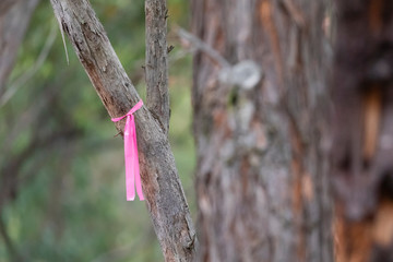 Rural Fire Service hazard reduction burning pink ribbon on a tree