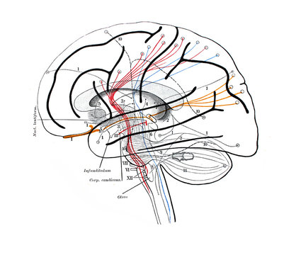 The illustration of scheme of the course of fibers in the brain in the old book die Anatomie, by Fr. Merkel, 1885, Braunschweig
