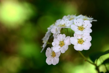 Petites fleurs banche en bouquet