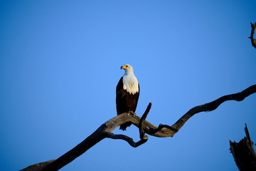 Fish eagle, Lake Kariba, Zimbabwe