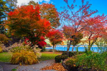 Fujikawaguchiko. Japan tree. Yagizaki Park in the fall. Colorful trees in Yagizaki park. Japan garden. Nature of the city of Fujikawaguchiko. Kawaguchiko Lake. Trees grow on the lake.