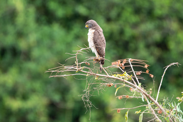 Ein Wegebussard sitzt freigestellt auf einem Strauch in der Seitenansicht im Pantanal