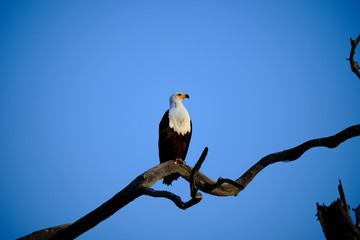 Fish eagle, Lake Kariba, Zimbabwe