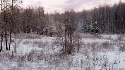 morning in winter forest