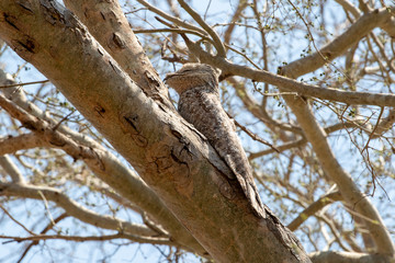 Ein Tagschläfer sitzt tagsüber schlafend auf einem Stamm in der Seitenansicht