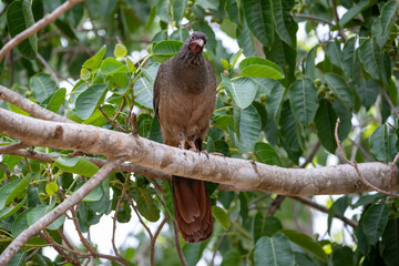 Ein Rotbrustguan frontal freigestellt auf einem Ast sitzend im Pantanal