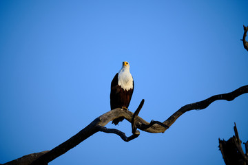 Fish eagle, Lake Kariba, Zimbabwe