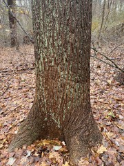 Lichen covered tree in the forest