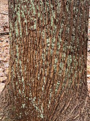 bark of a tree