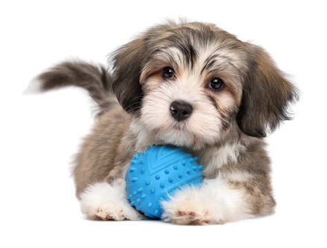 Cute lying havanese puppy with a blue toy ball