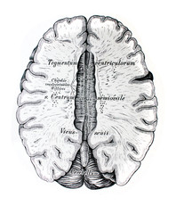 The illustration of Horizontal average view of the cerebrum in the old book die Anatomie des Menschen, by C. Heitzmann, 1875, Wien