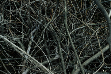 A bunch of broken and twisted branches