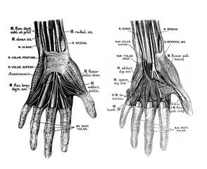 Naklejka premium The illustration of nerves in the palm of hand in the old book die Anatomie des Menschen, by C. Heitzmann, 1875, Wien