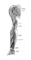 The illustration of the nerves and muscles on the hand in the old book die Anatomie des Menschen, by C. Heitzmann, 1875, Wien