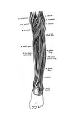 The illustration of nerves and muscles on outside part of the leg in the old book die Anatomie des Menschen, by C. Heitzmann, 1875, Wien