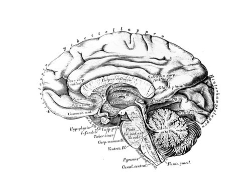 The illustration of Big and small brain from the side in the old book die Anatomie des Menschen, by C. Heitzmann, 1875, Wien
