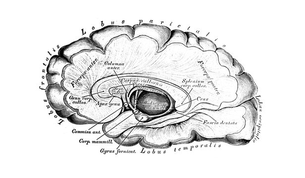 The illustration of brain in a section in the old book die Anatomie des Menschen, by C. Heitzmann, 1875, Wien