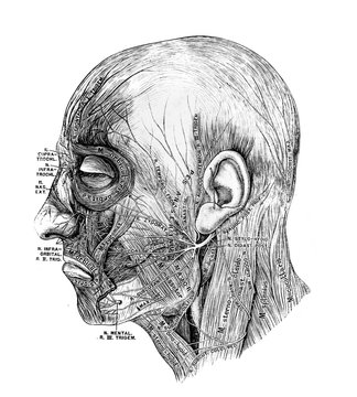 The illustration of facial nerves and muscles in the old book die Anatomie des Menschen, by C. Heitzmann, 1875, Wien