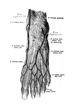 The illustration of the nerves at the feet in the old book die Anatomie des Menschen, by C. Heitzmann, 1875, Wien