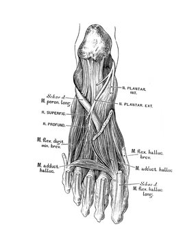 The illustration of the deep branch of the external plantar nerve in the old book die Anatomie des Menschen, by C. Heitzmann, 1875, Wien