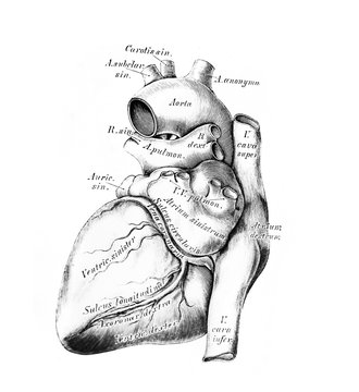 The illustration of the heart and the big vessels in the old book die Anatomie des Menschen, by C. Heitzmann, 1875, Wien