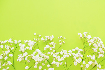 Delicate white flowers on a green background. Concept of spring, Valentine's day, Easter and international women's day. Copy space.