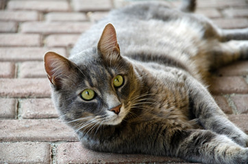 Haustier graue liegende Katze