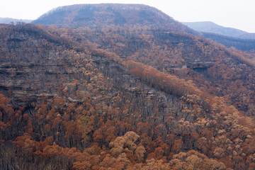 A black rock cliff with severely burnt Eucalyptus trees after a bushfire in The Blue Mountains