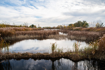 Landscape, reed and water