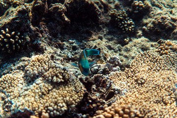 Scarus psittacus underwater in the ocean of egypt, underwater in the ocean of egypt, Scarus psittacus underwater photograph underwater photograph,