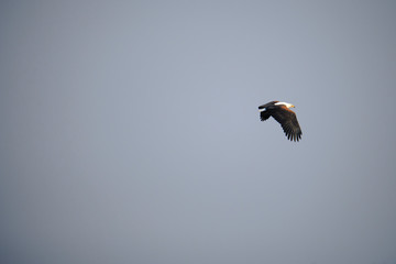 Fish eagle at Lake Kariba, Zimbabwe