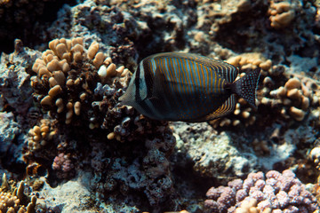 Chaetodon collare underwater in the ocean of egypt, underwater in the ocean of egypt, Chaetodon collare underwater photograph underwater photograph,