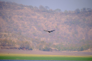 Fish eagle at Lake Kariba, Zimbabwe