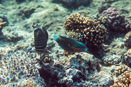 Scarus psittacus underwater in the ocean of egypt, underwater in the ocean of egypt, Scarus psittacus underwater photograph underwater photograph,